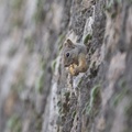 Squirrel, Munzur Valley National Park, Tunceli, Turkey